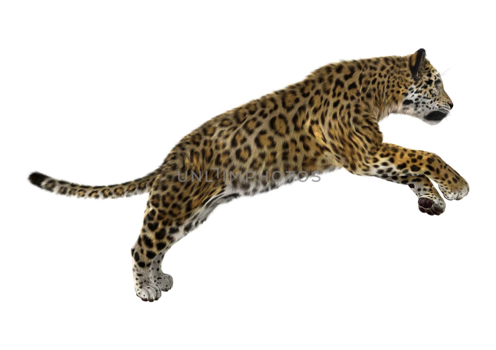 3D digital render of a big cat jaguar jumping iisolated on white background