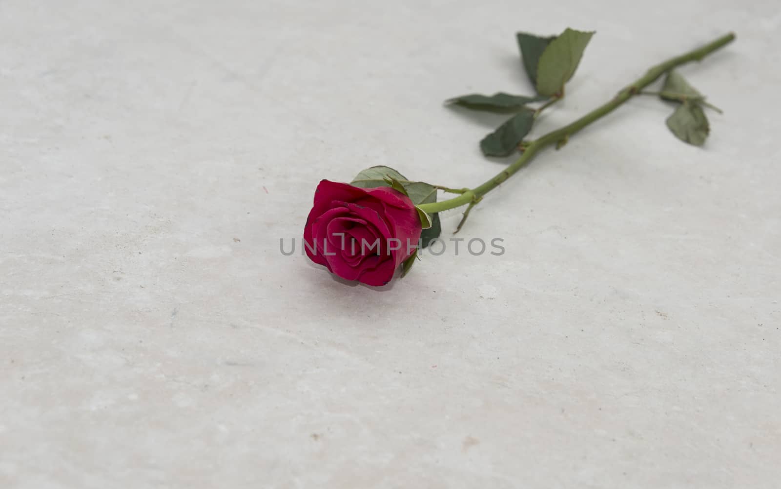 red rose on floor by compuinfoto