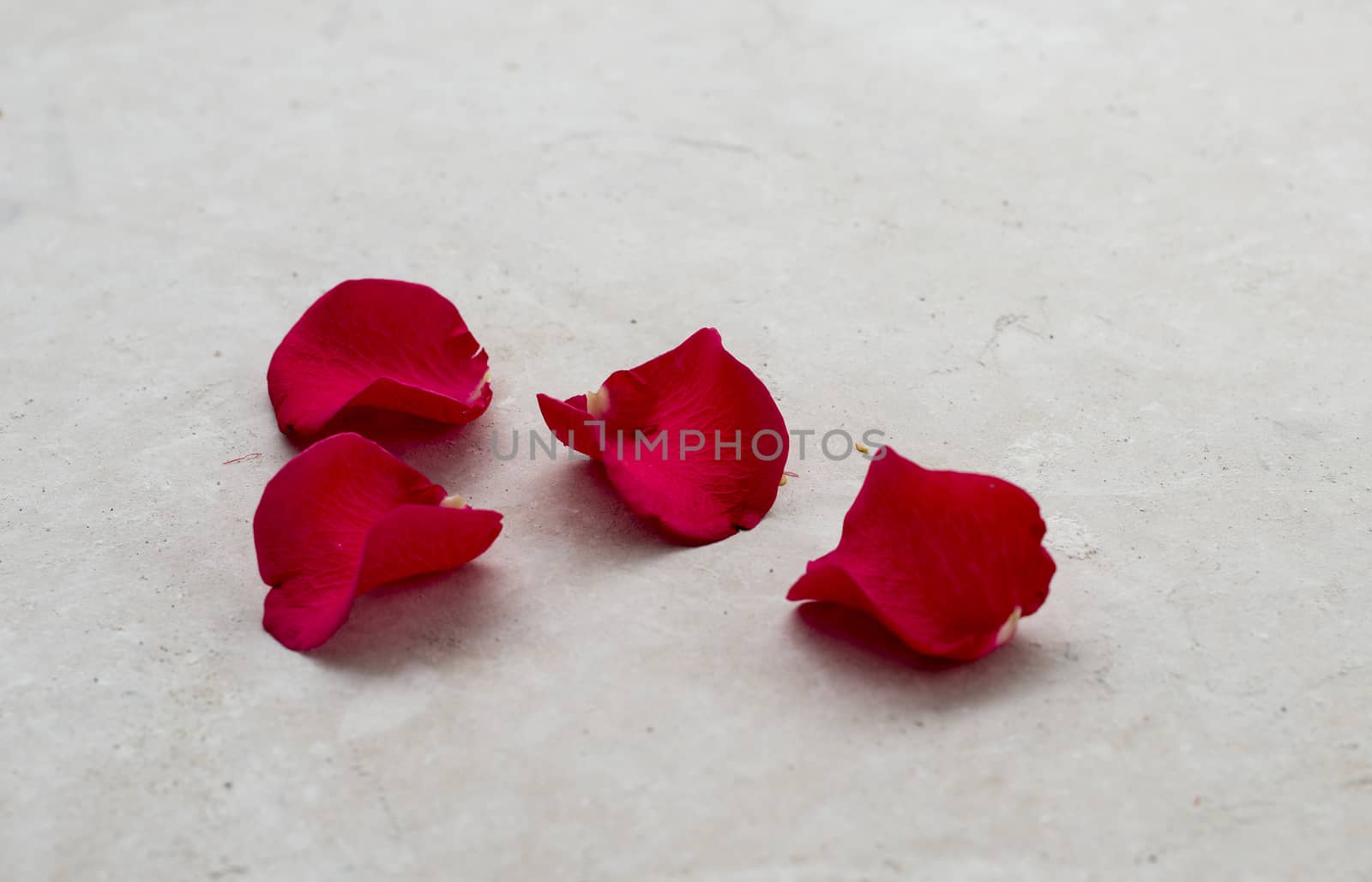 rose petals by compuinfoto