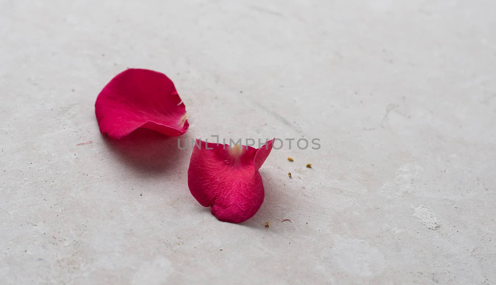 rose petals by compuinfoto