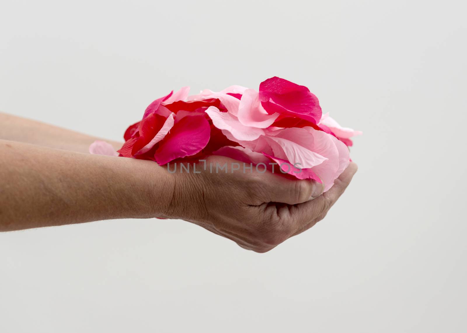 woman holding rose petals by compuinfoto