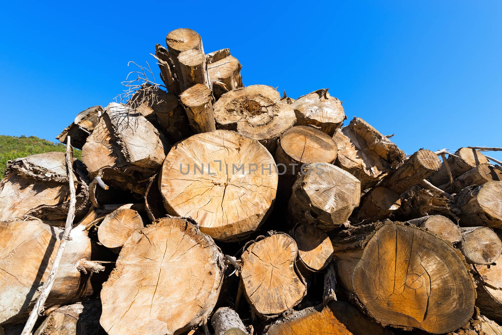 Trunks of trees cut and stacked with blue clear sky on background