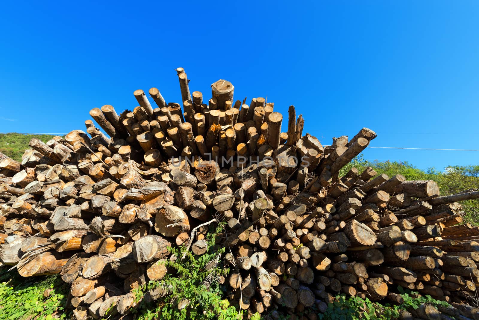 Trunks of trees cut and stacked with blue clear sky on background