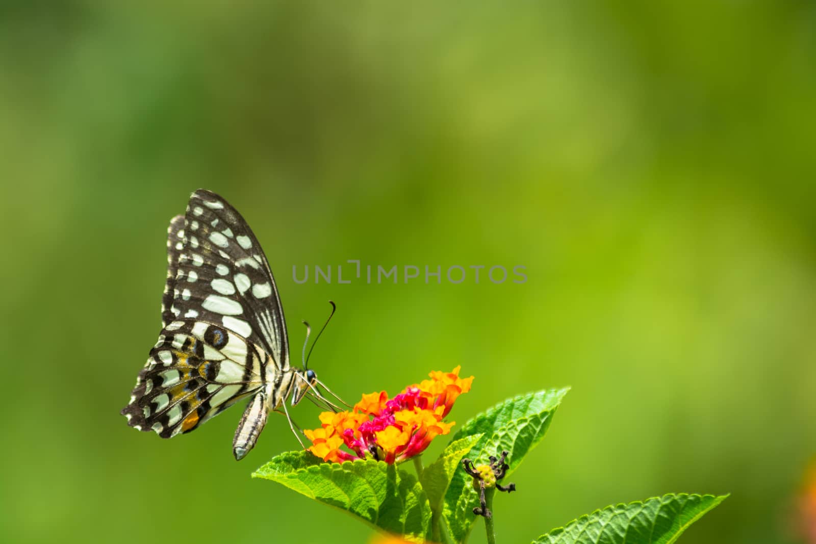 Lime butterfly, Papilio demoleus on Lantana flower.