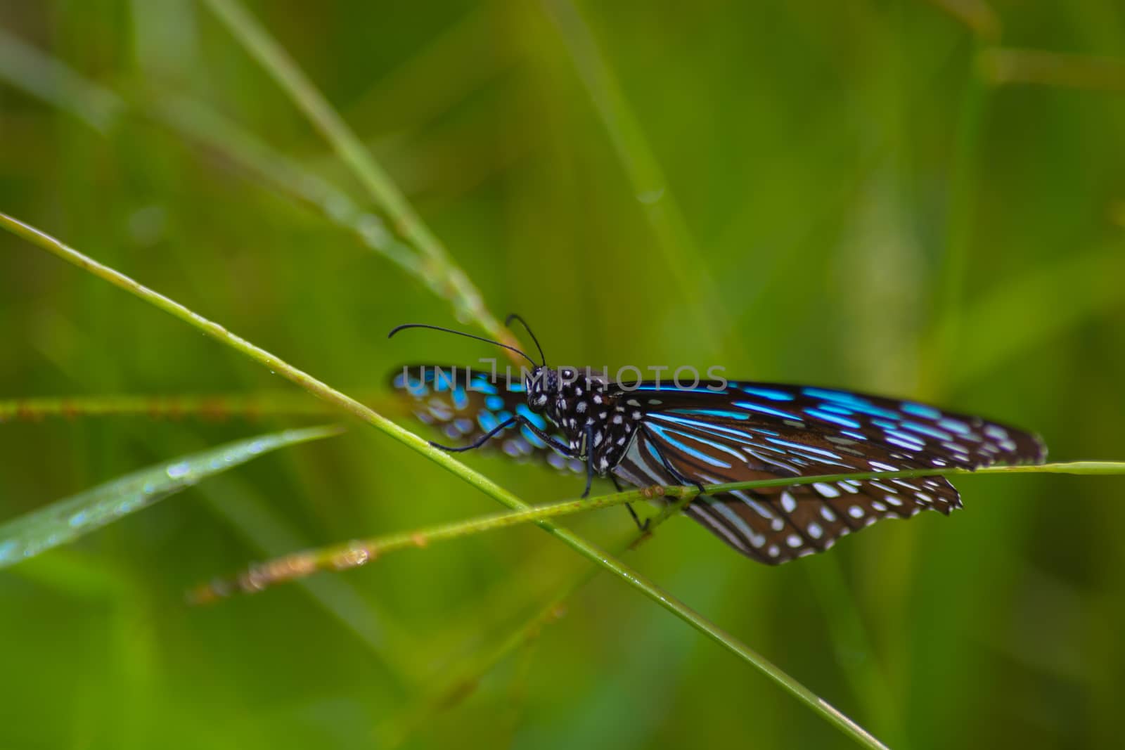 Dark Blue Tiger butterfly, Tirumala septentrionis on grass stem.