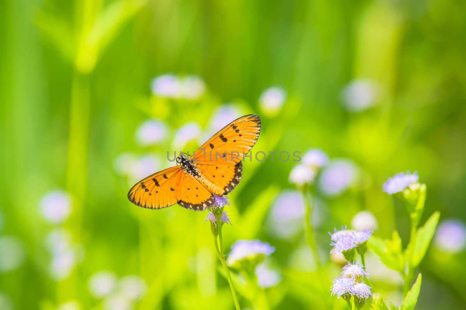 Tawny Coaster butterfly, Acraea violae on wild weed flower.