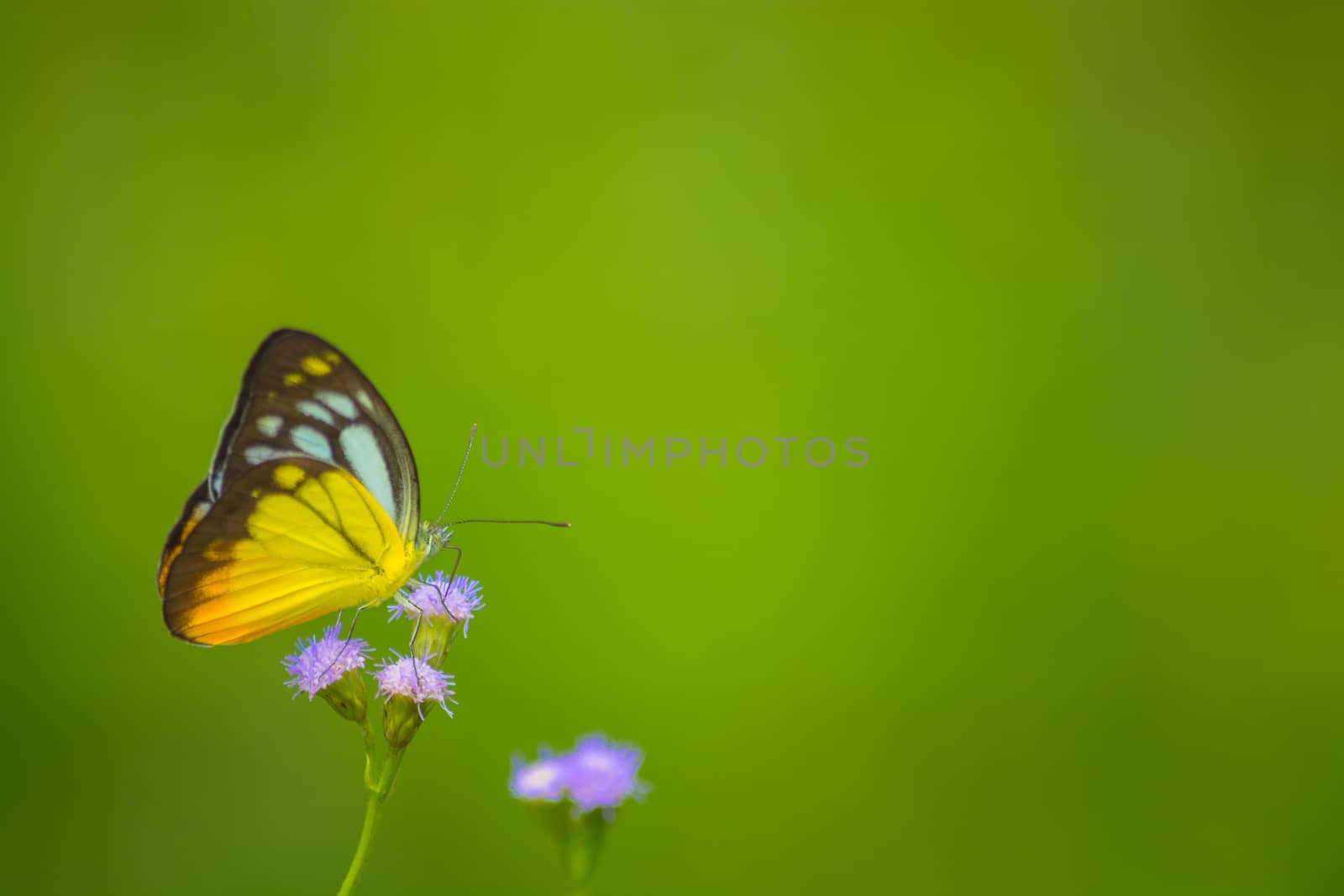 Orange Gull butterfly, Cepora iudith against green background.