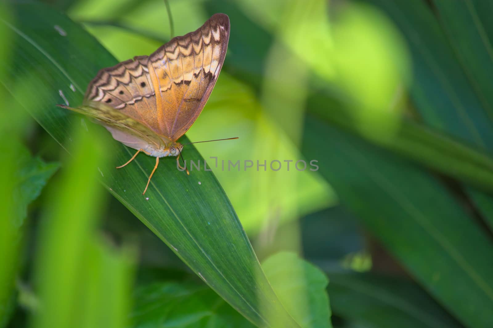 Little Yeoman butterfly, Cirrochroa surya on green leave.