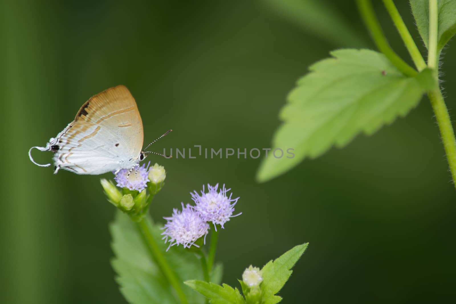 Fluffy Tit butterfly, Hypolycaena amasa on wild weed flower.