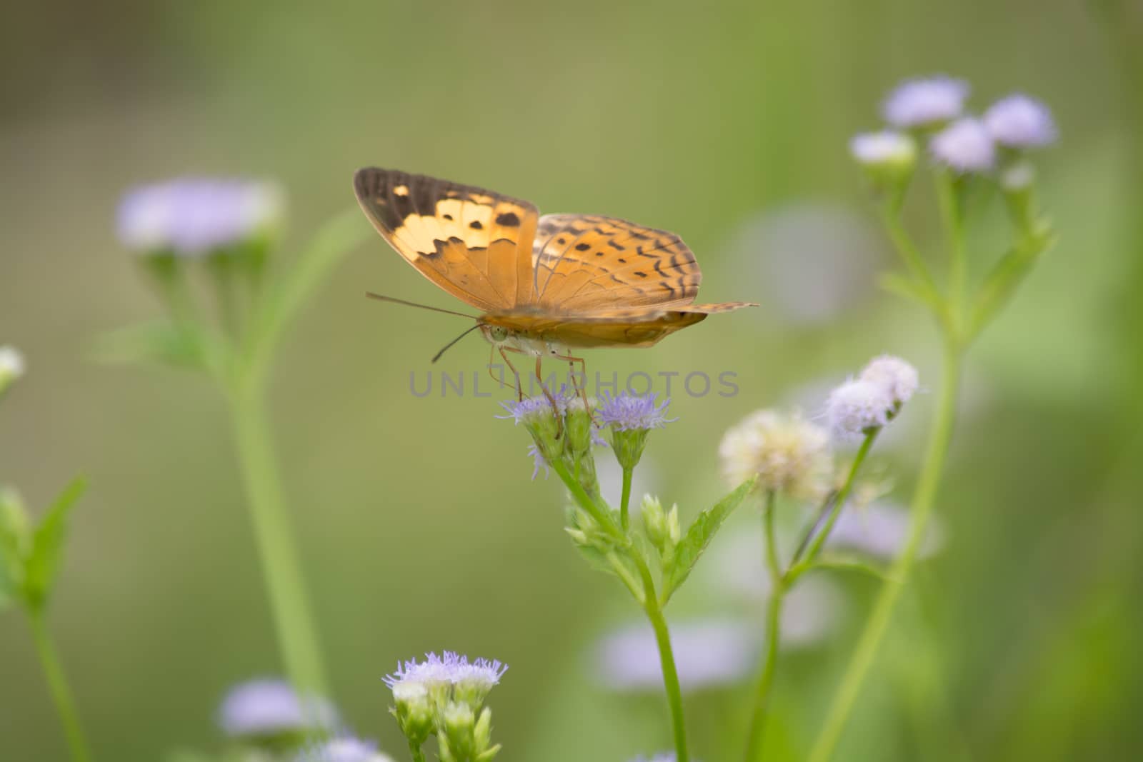 Rustic butterfly, Cupha erymanthis on wild weed flower.