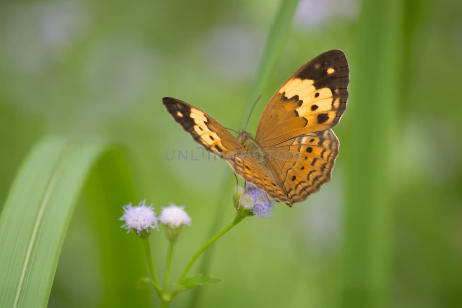 Rustic butterfly, Cupha erymanthis on wild weed flower.