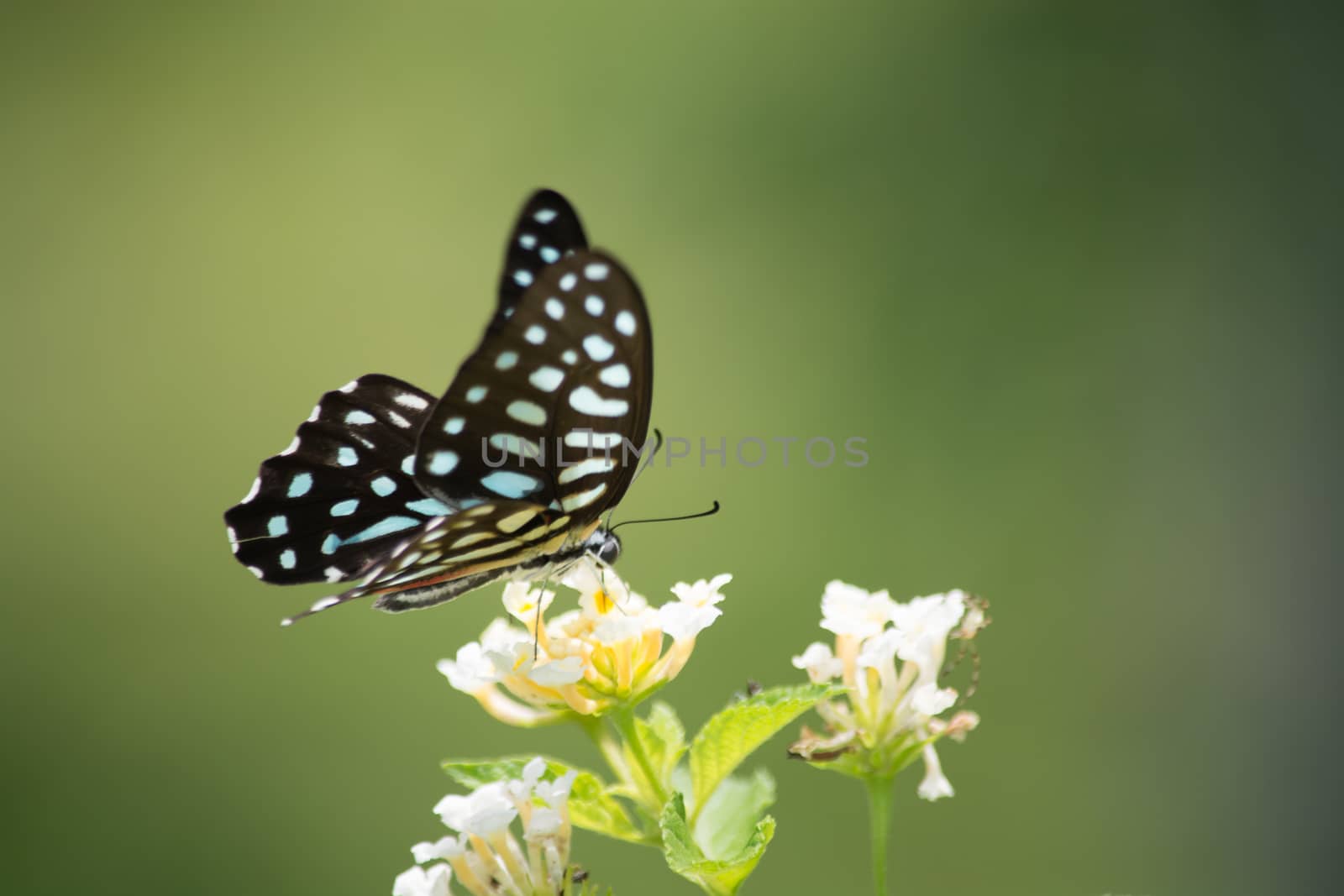 Spotted Jay butterfly, Graphium arycles on Lantana flower.