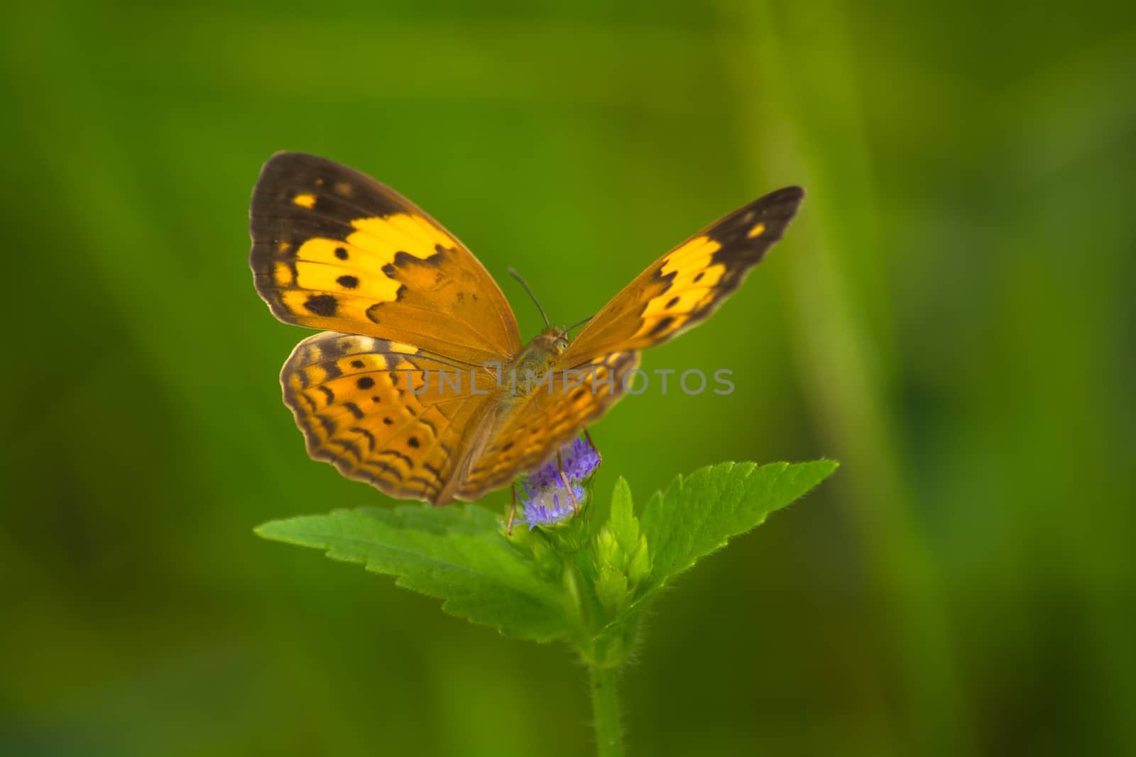 Rustic butterfly, Cupha erymanthis on wild weed flower.