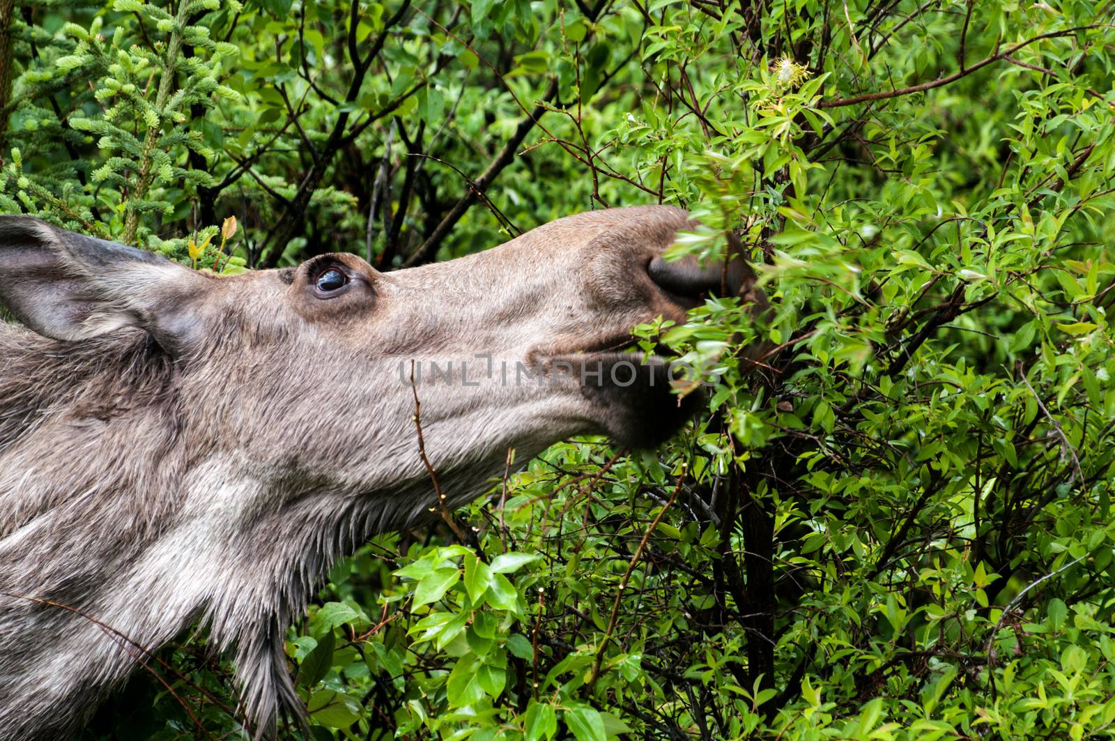Cow Moose feeding in Denali National Park