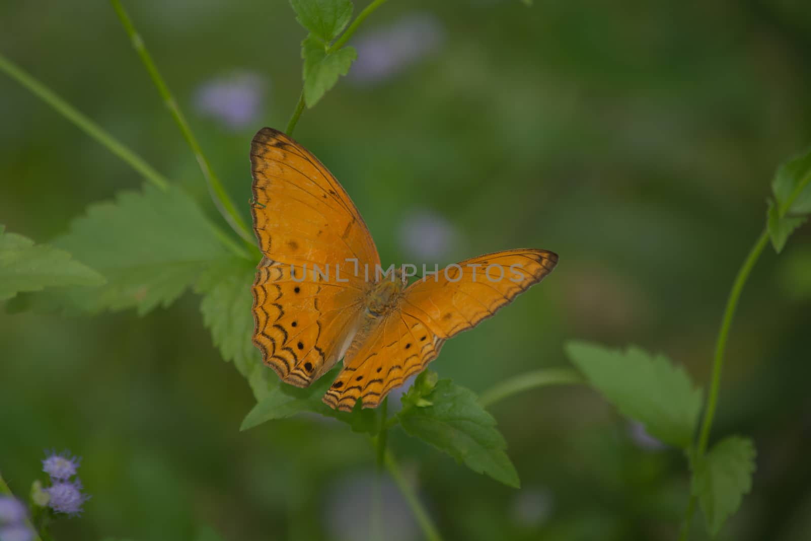 Male Common Yeoman butterfly, Cirrochroa tyche on green leave.