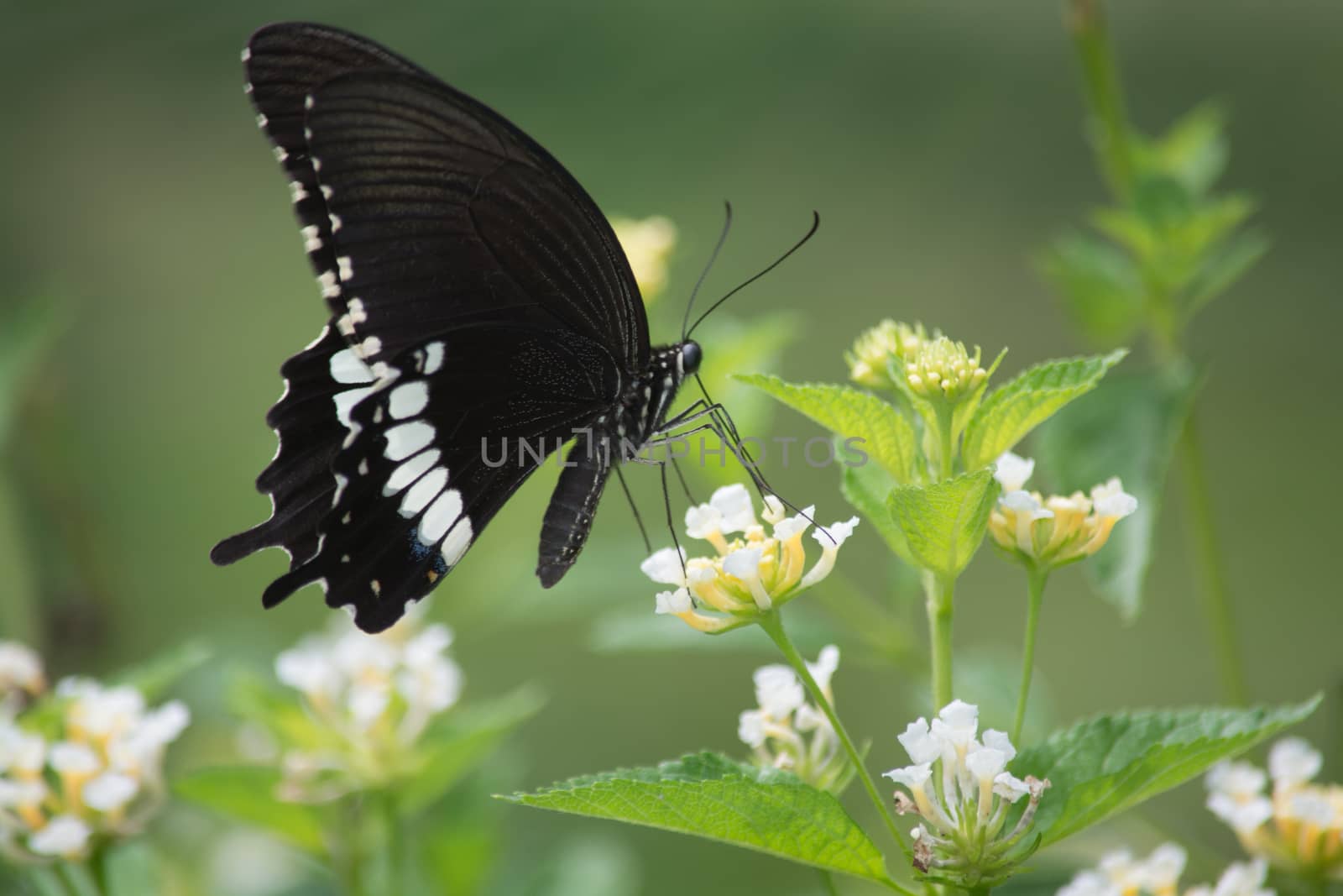 Common Mormon butterfly, Papilio palytes on Lantana flower.