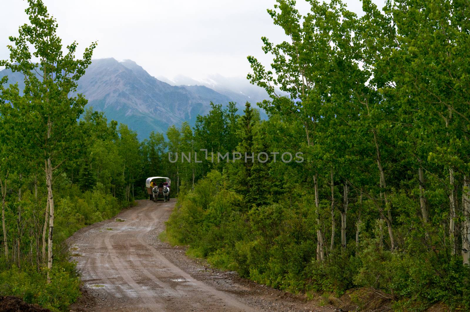 Covered Wagon in Mt woods on the boundry of Denali National Park