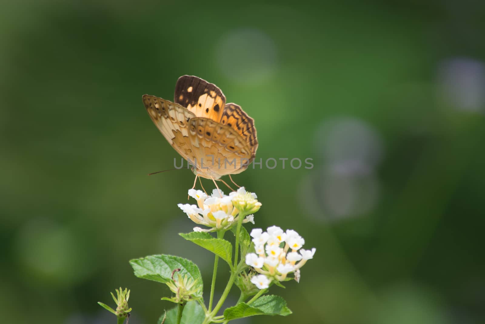 Rustic butterfly, Cupha erymanthis on wild weed flower.