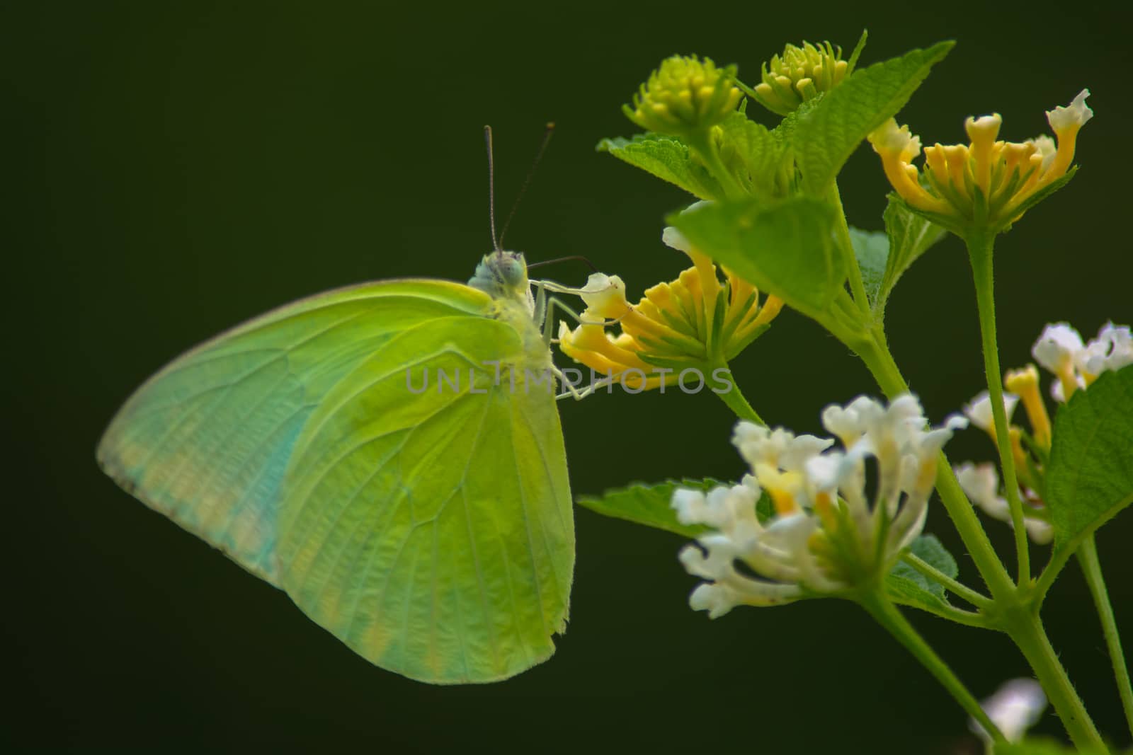 Male Lemon emigrant butterfly, Catopsilia pomona on Lantana flower.