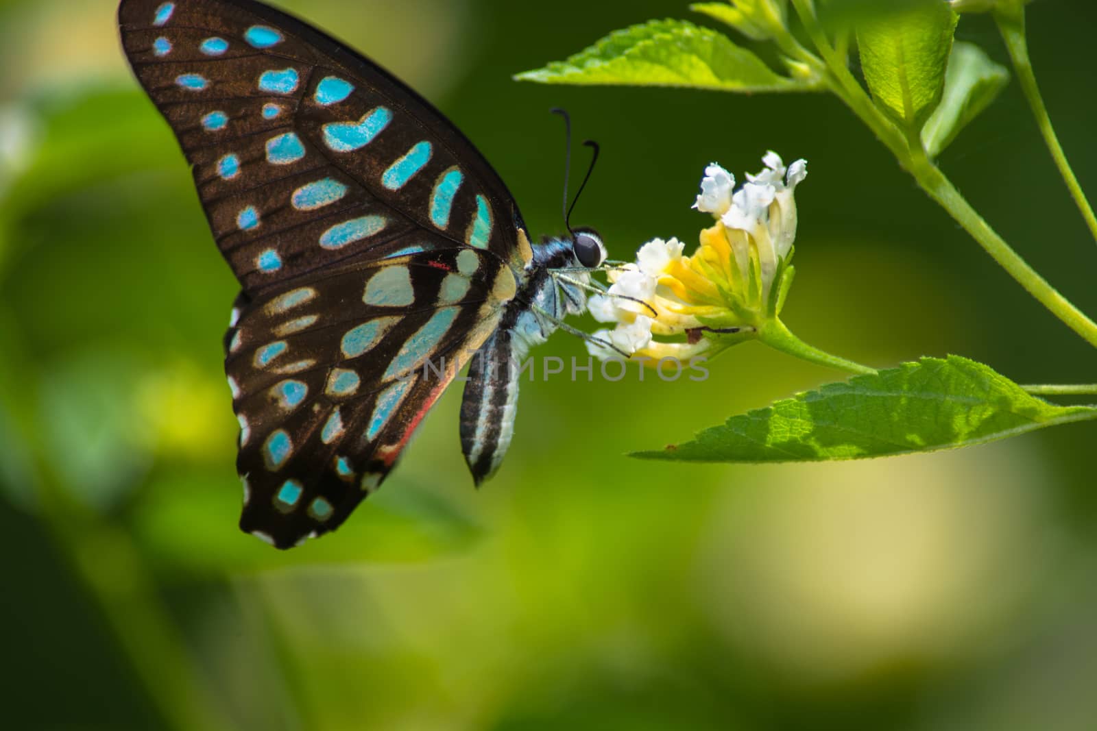 Spotted Jay butterfly, Graphium arycles on Lantana flower.