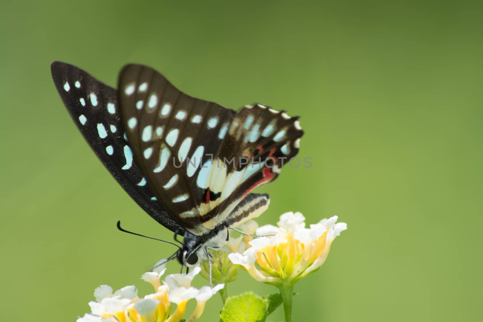 Common Jay butterfly, Graphium arycles on Lantana flower.