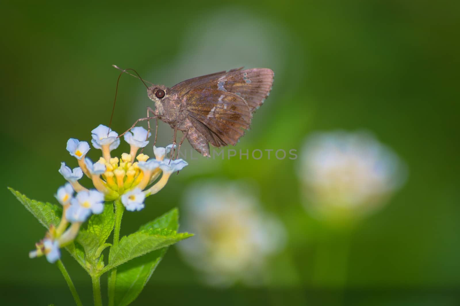 A small butter on lantana flower against blur background.