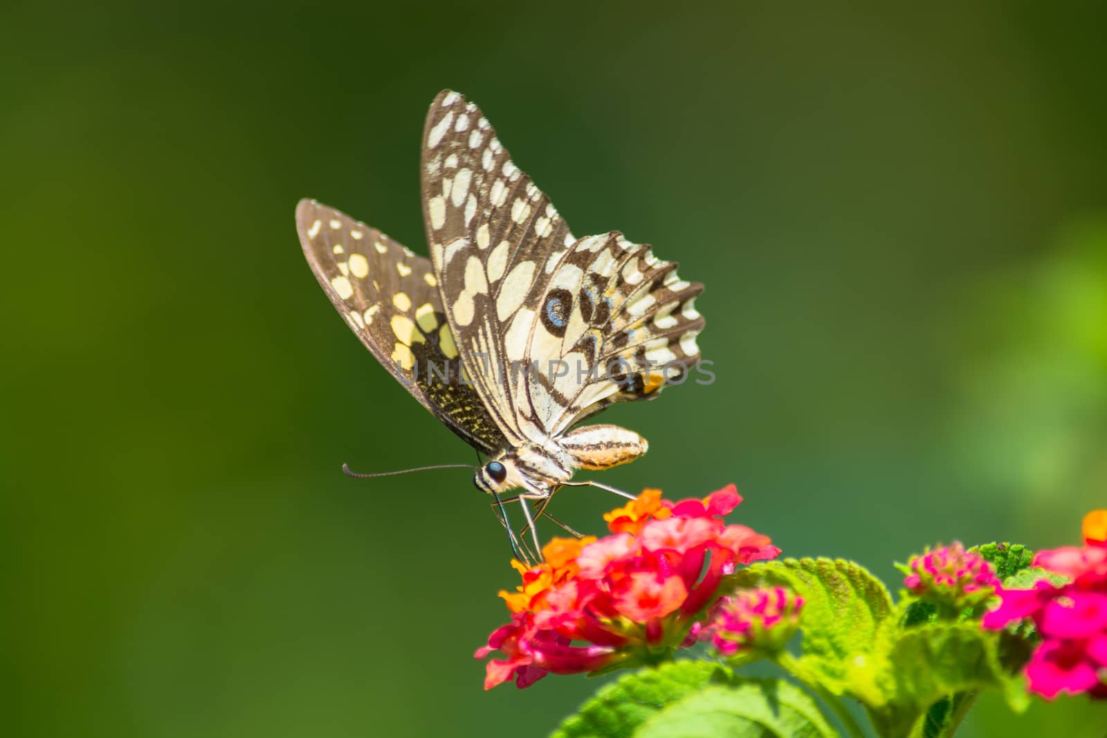 Lime butterfly, Papilio demoleus on Lantana flower.