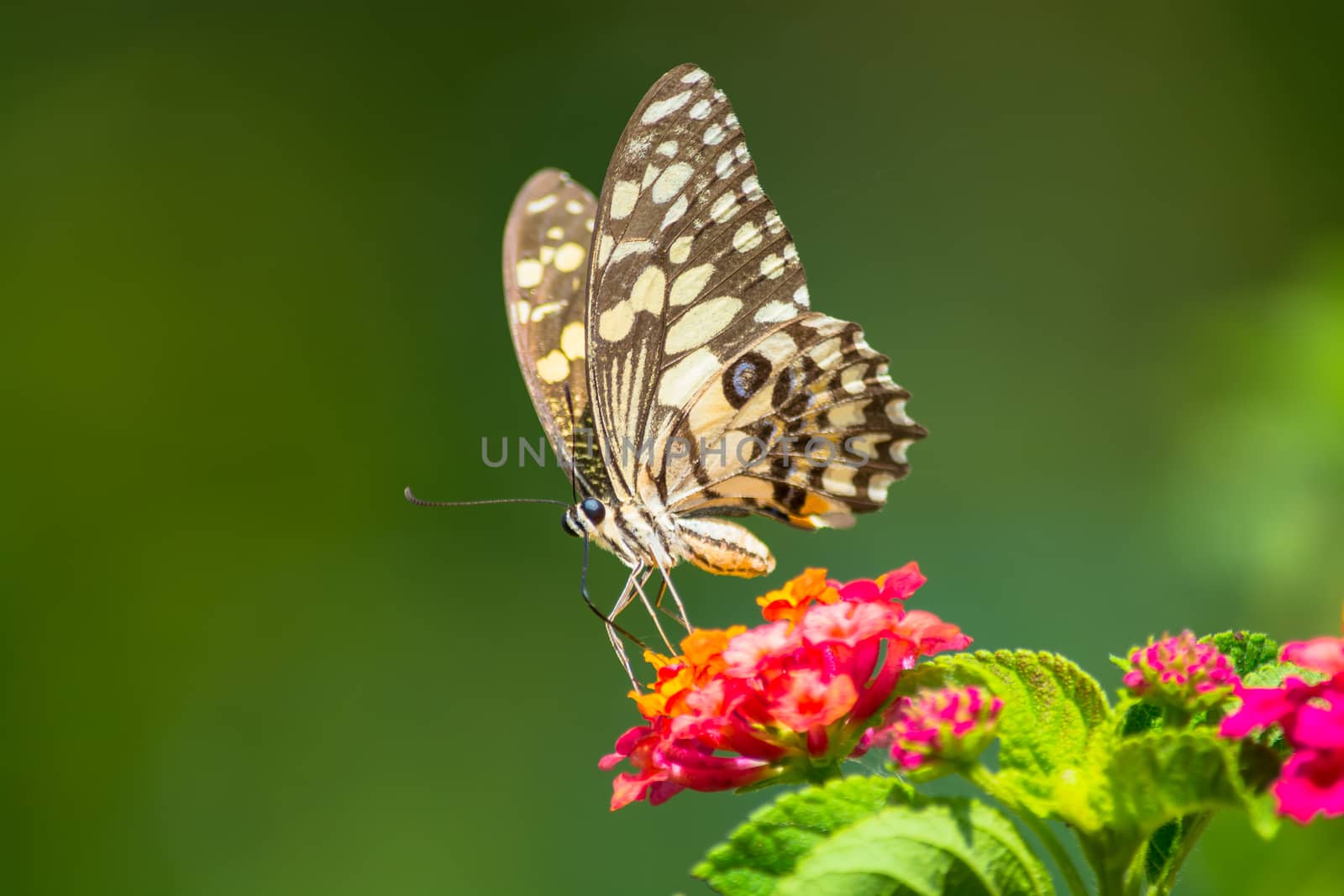 Lime butterfly, Papilio demoleus on Lantana flower.