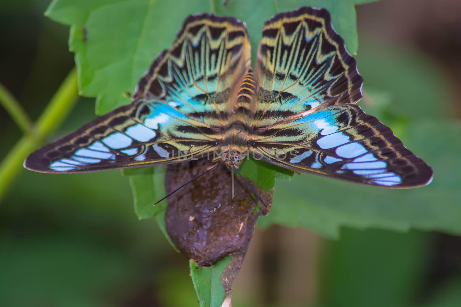 Clipper butterfly, parthenos sylvia on green leave feeding on bird dropping.