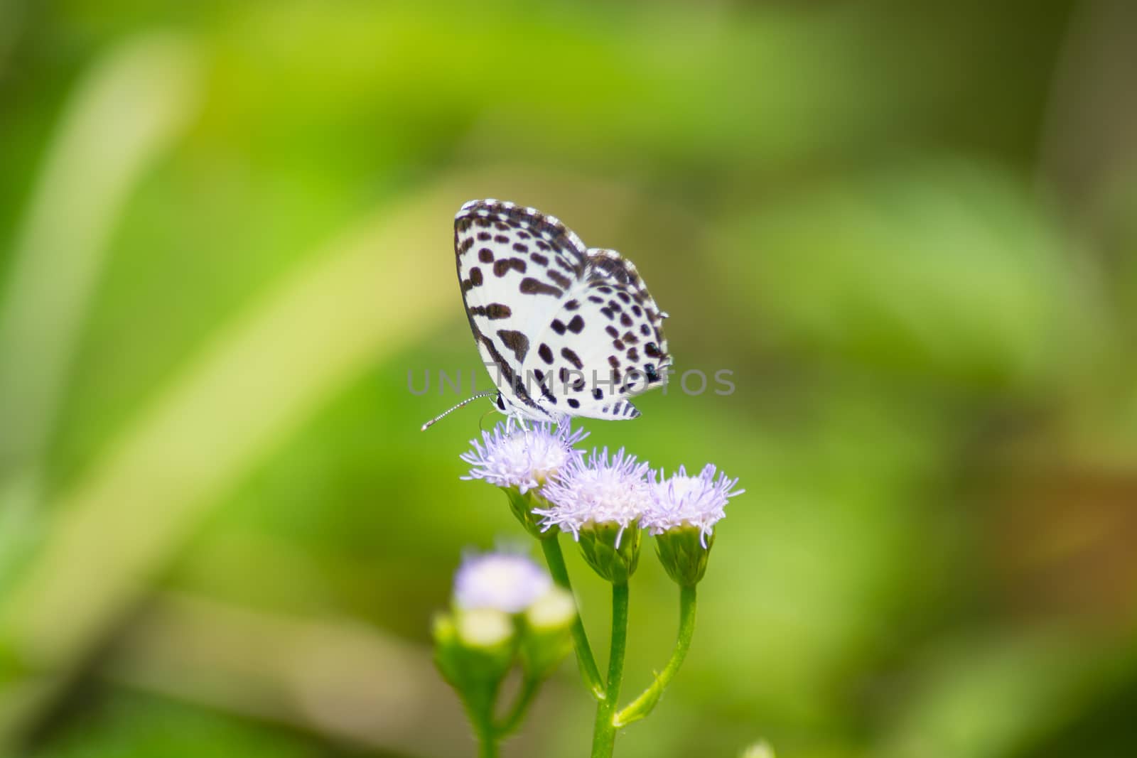 Common Pierrot butterfly, Castalius rosimon on wild weed flower.