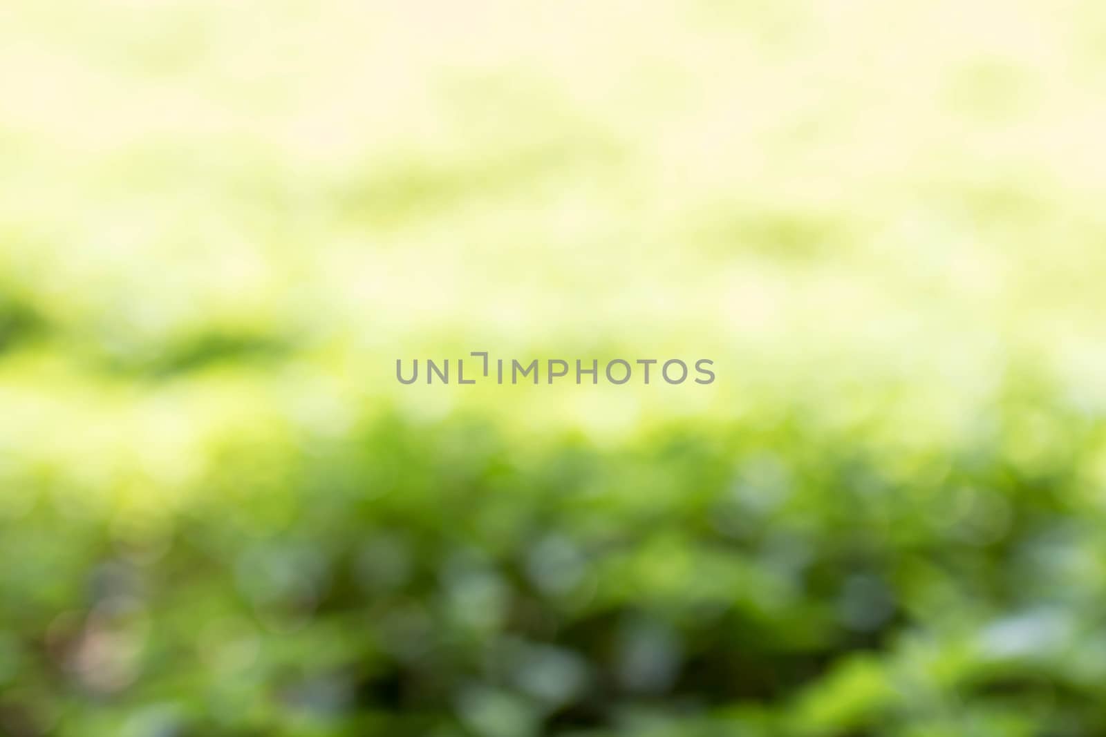 blurred leaf on background