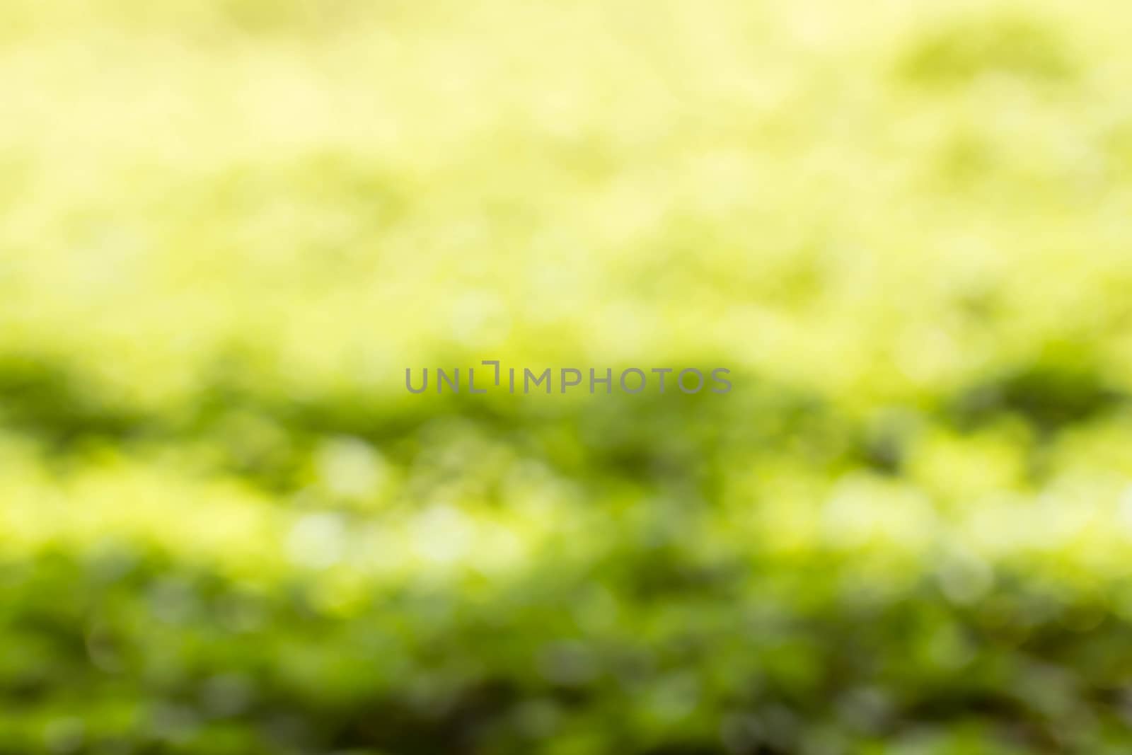 blurred leaf on background