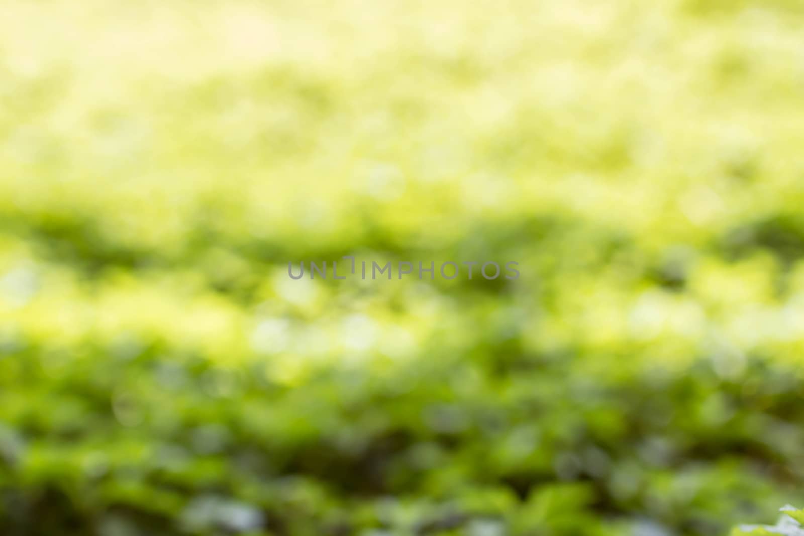 blurred leaf on background