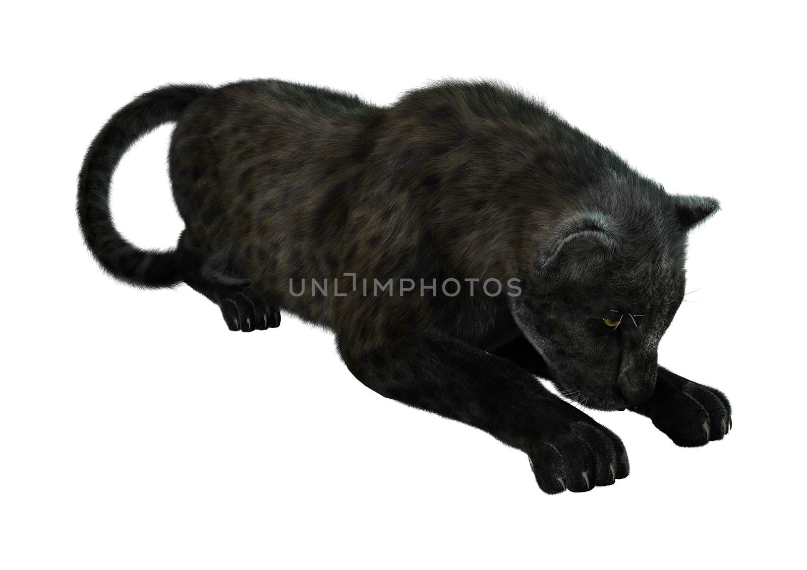 Big Cat Black Panther by Vac