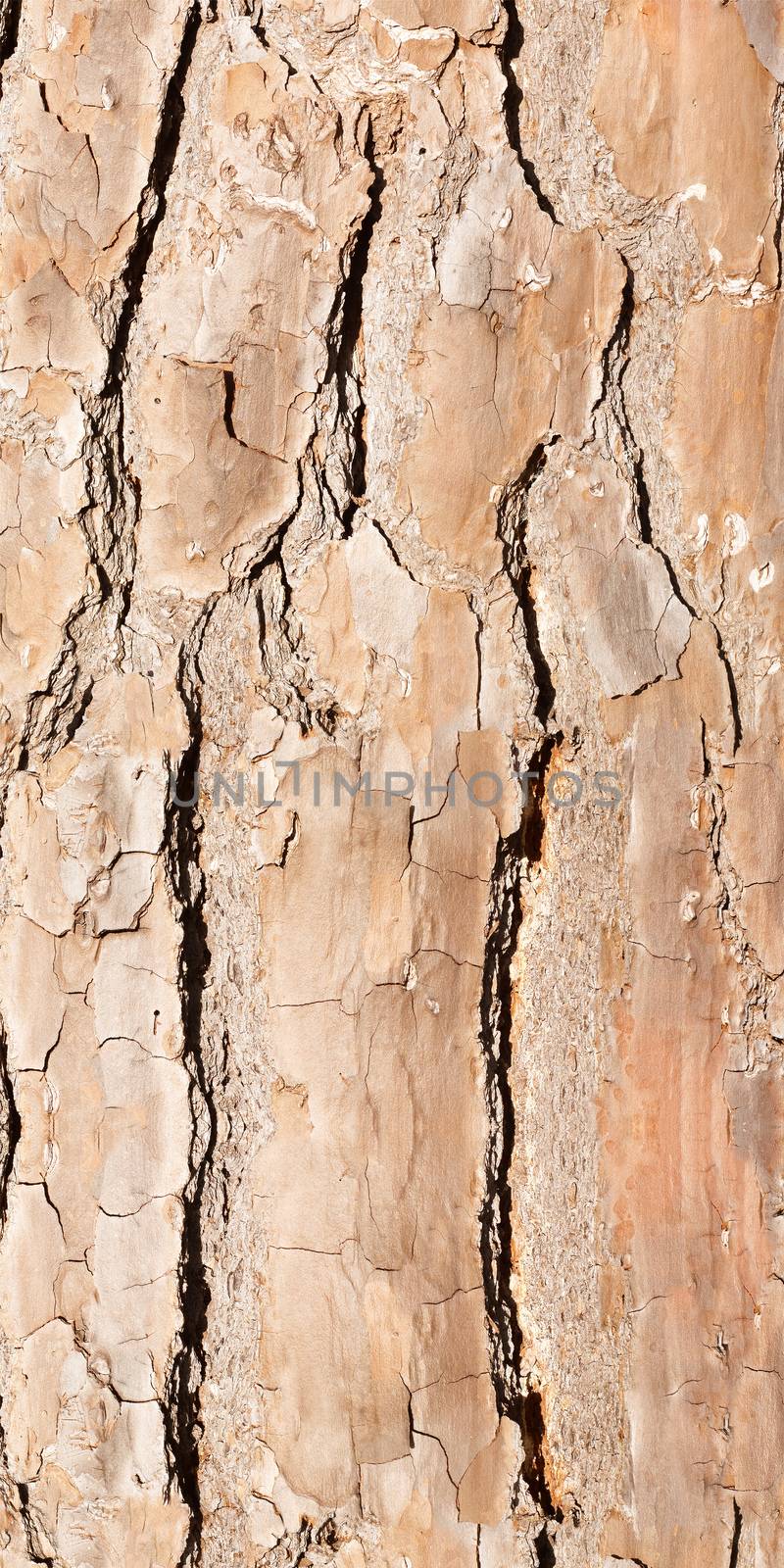 bark background or texture