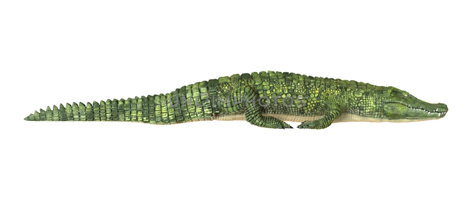 Crocodile by Vac