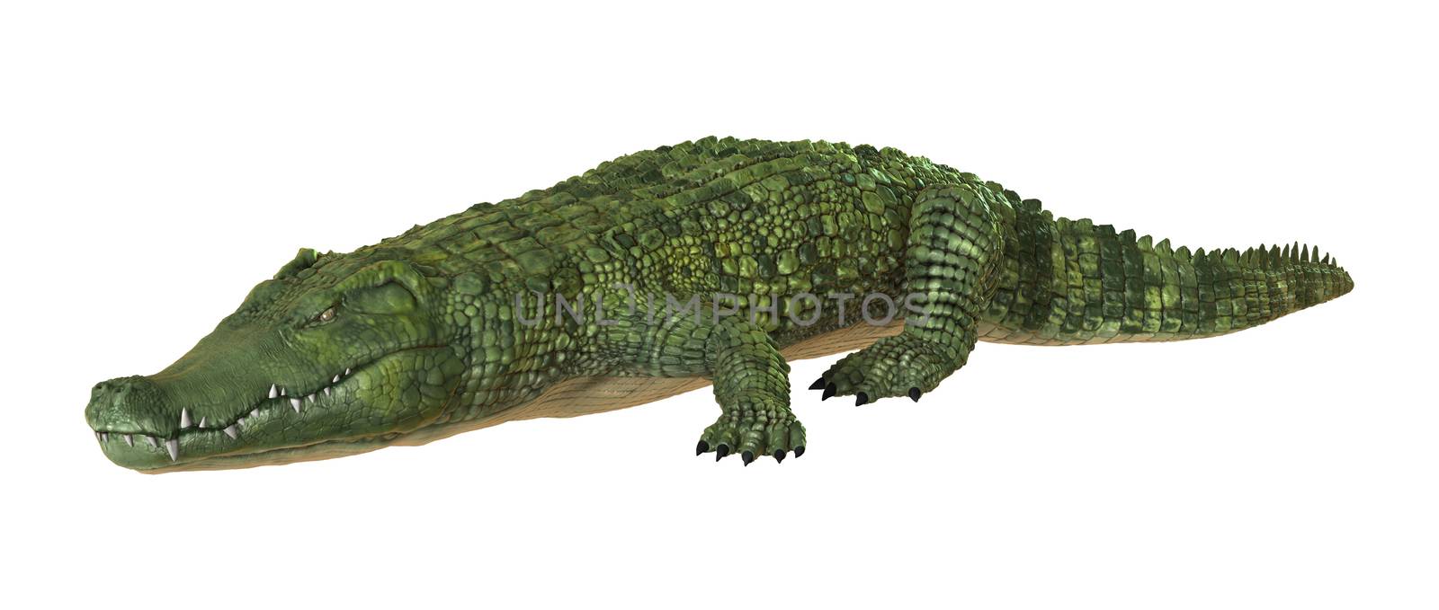 3D digital render of a green crocodile isolated on white background