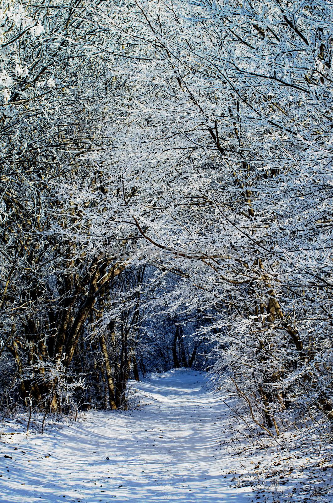 Winter Forest Road through Snowy Trees Alley in Frosty Day Outdoors