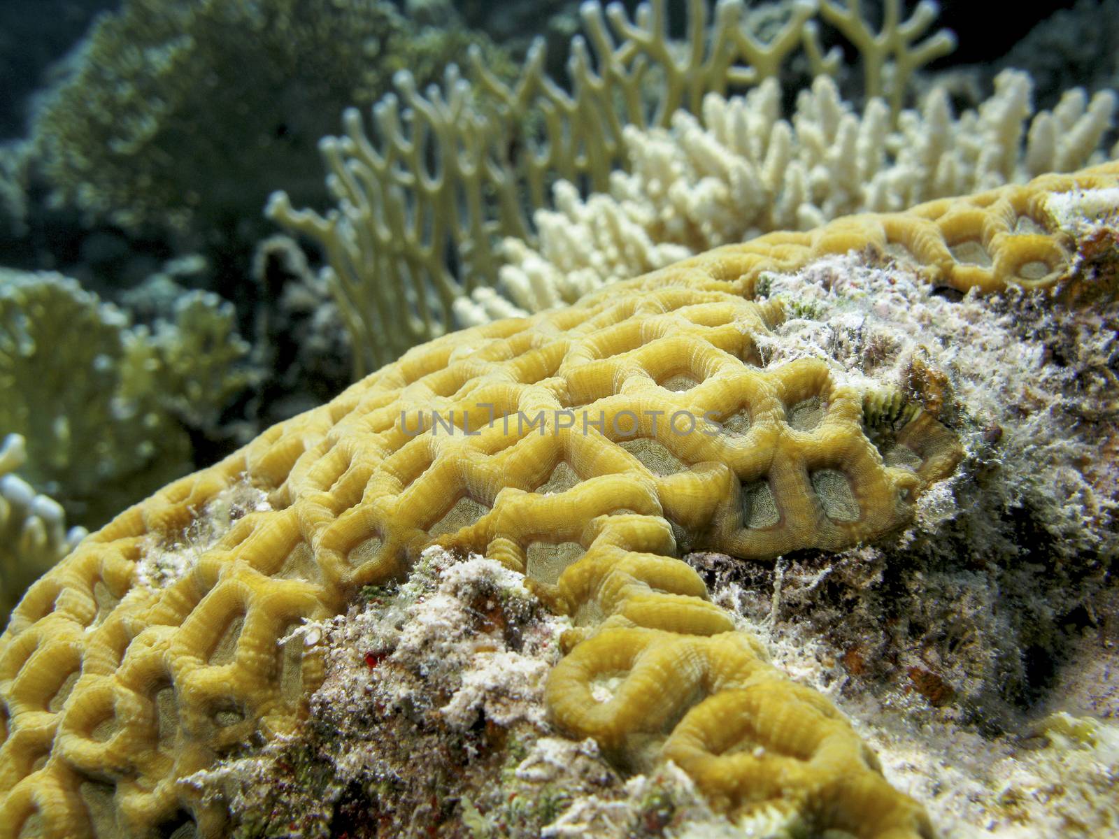 coral reef with yellow brain coral in tropical sea, underwater by mychadre77