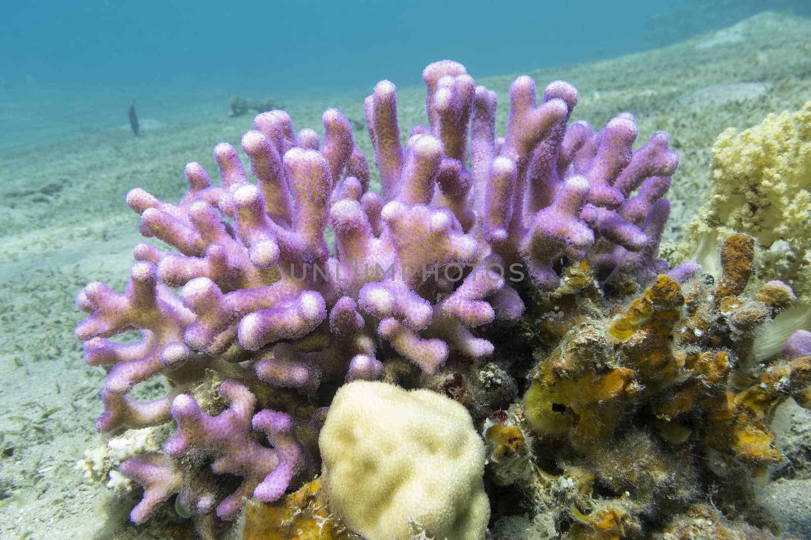 coral reef with pink finger coral at the bottom of tropical sea