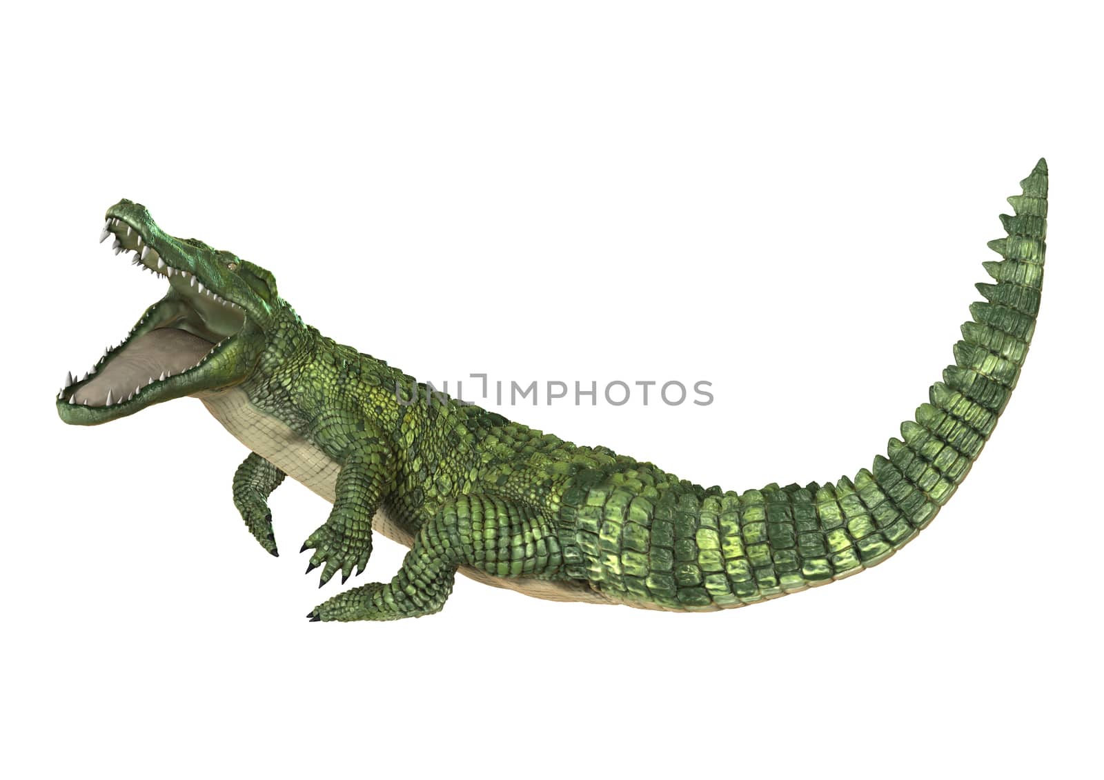 3D digital render of a green crocodile isolated on white background