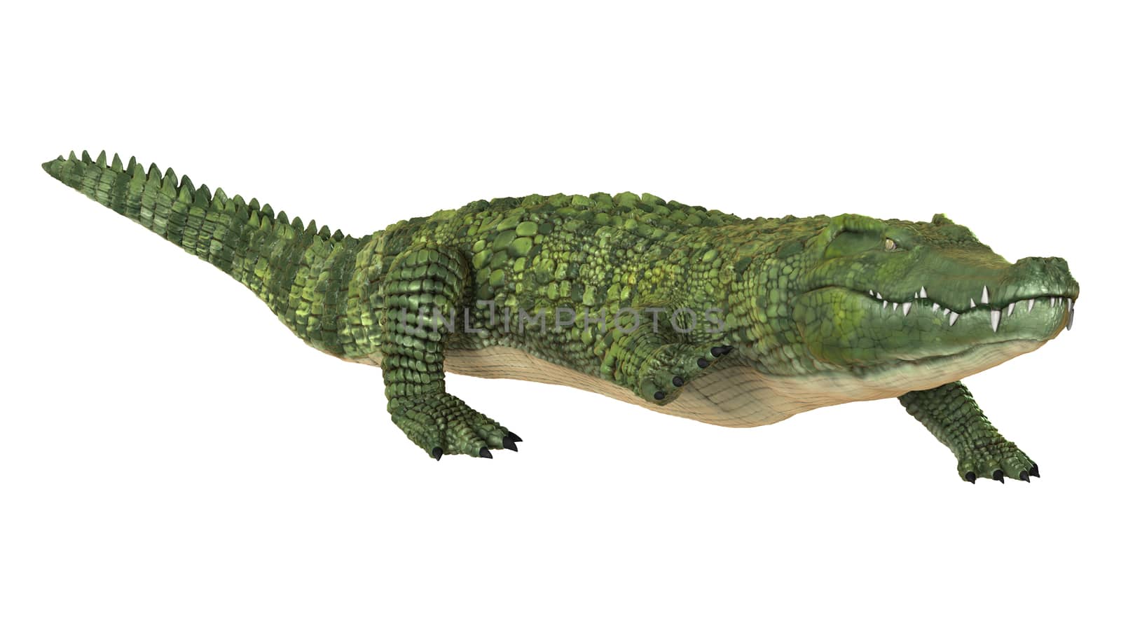 3D digital render of a green crocodile isolated on white background