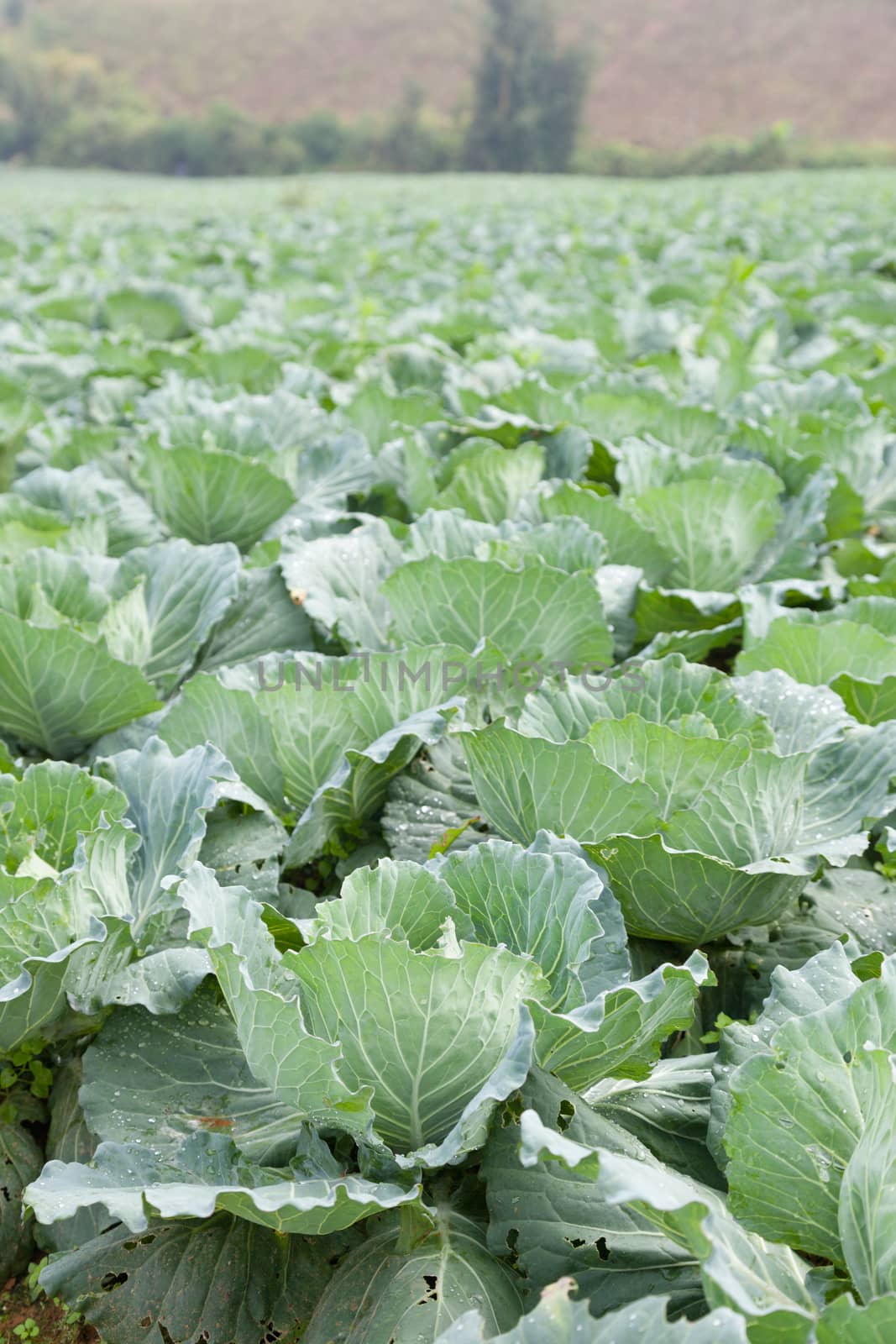 Agriculture cabbage areas planted cabbage big mountain cold.