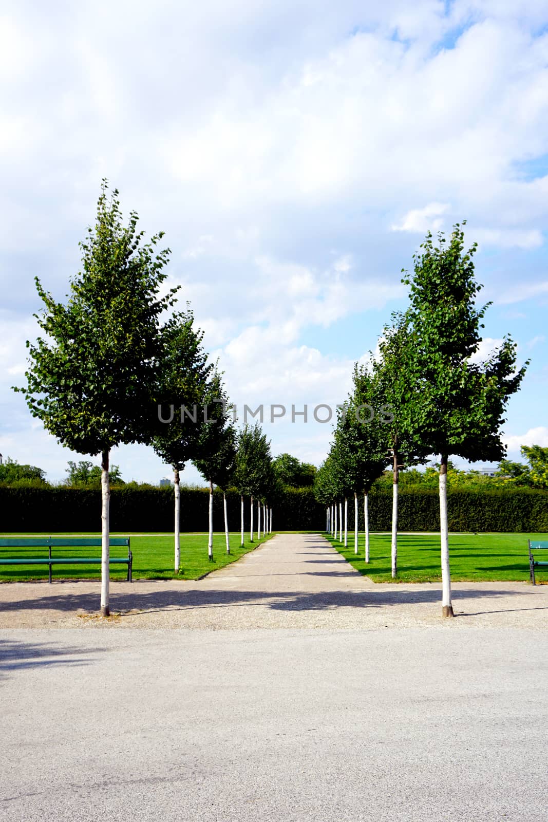 green trees in the park vertical