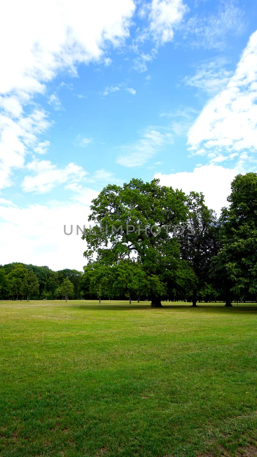 tree in the park with blue sky cloud background