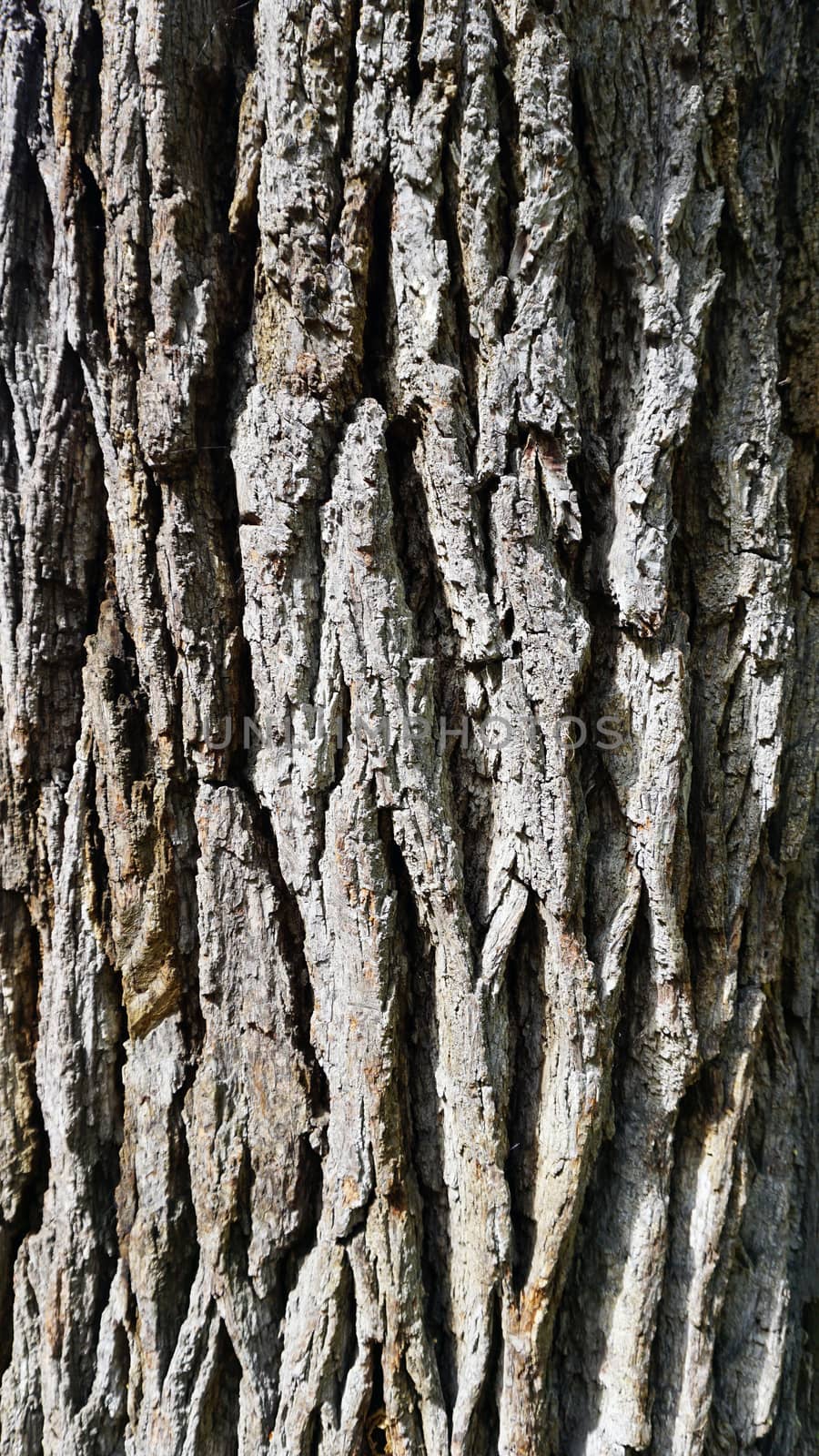 Close up wood bark background texture