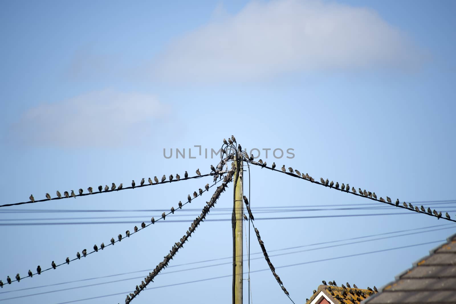 flock of starling birds on the wires and roofs by morrbyte