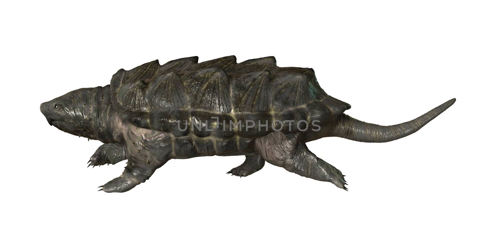 Alligator Snapping Turtle by Vac