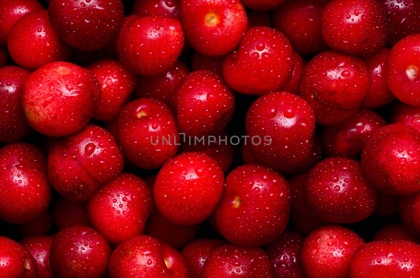 Fresh dewy cherries as lovely natural pattern.