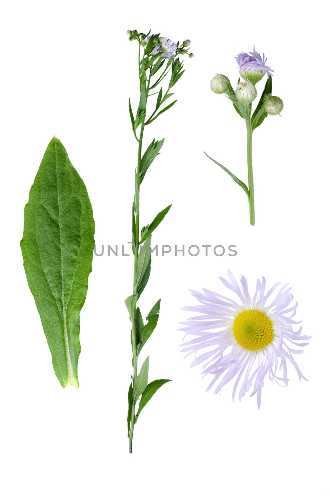 Erigeron annuus with details of leaf and bloom isolated on white background